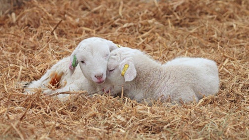 Lambs on hay at Home Farm, Wimpole Estate, Cambridgeshire